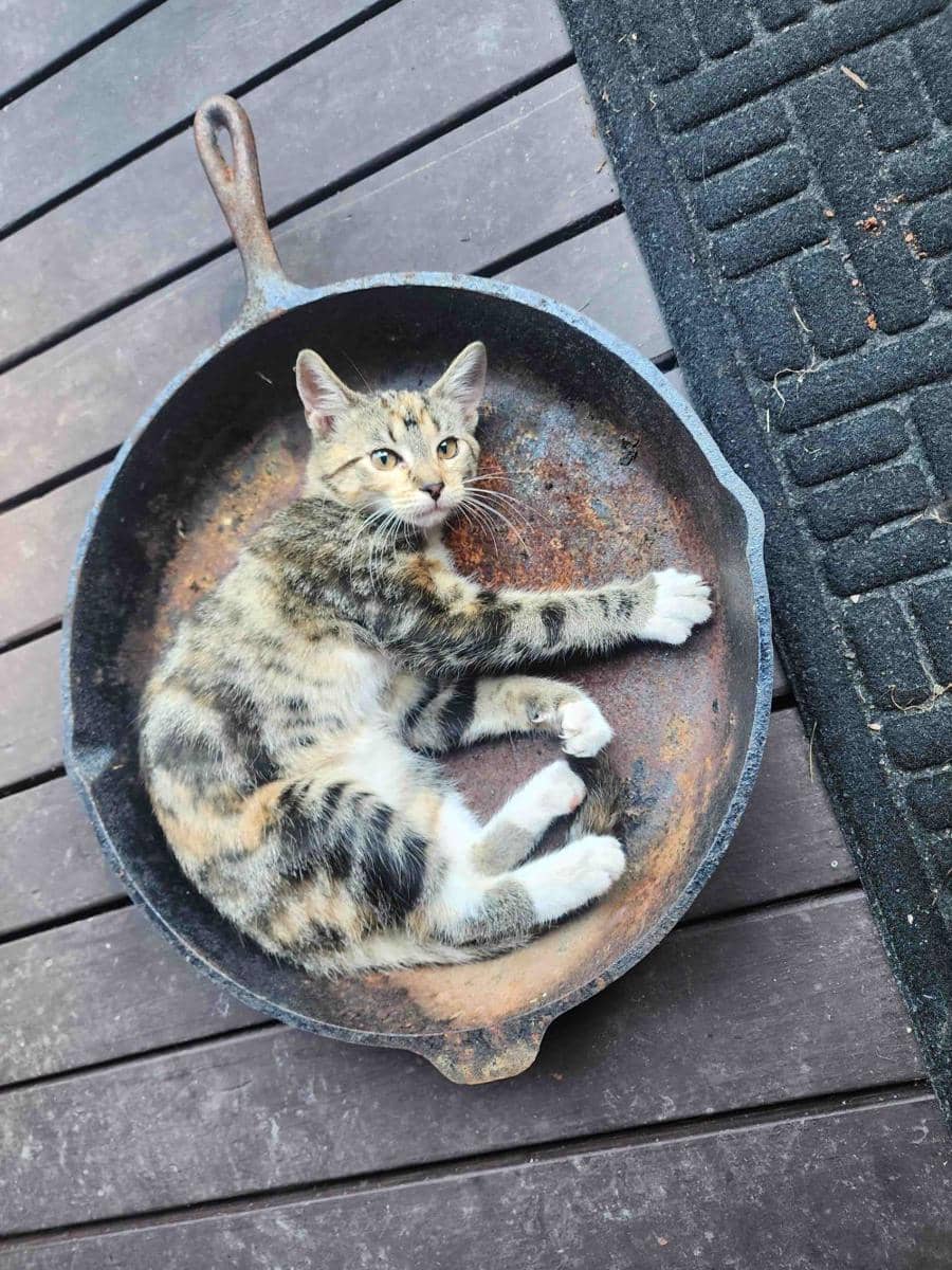 foto lucu kucing bersantai di wajan (reddit.com/user/SymphonyOfPayne)