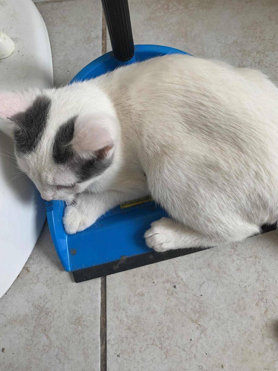 potret kucing nongkrong di pengki (reddit.com/user/Real_Beff_Jezos)
