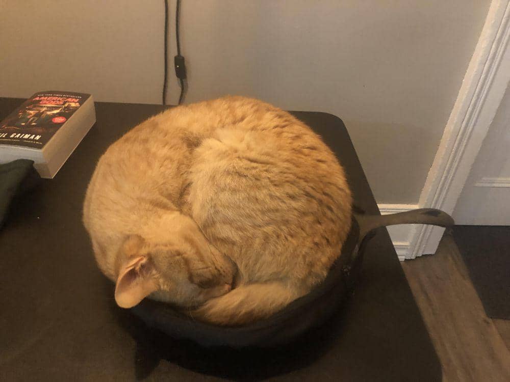 foto lucu kucing bersantai di wajan (reddit.com/user/lylamev)