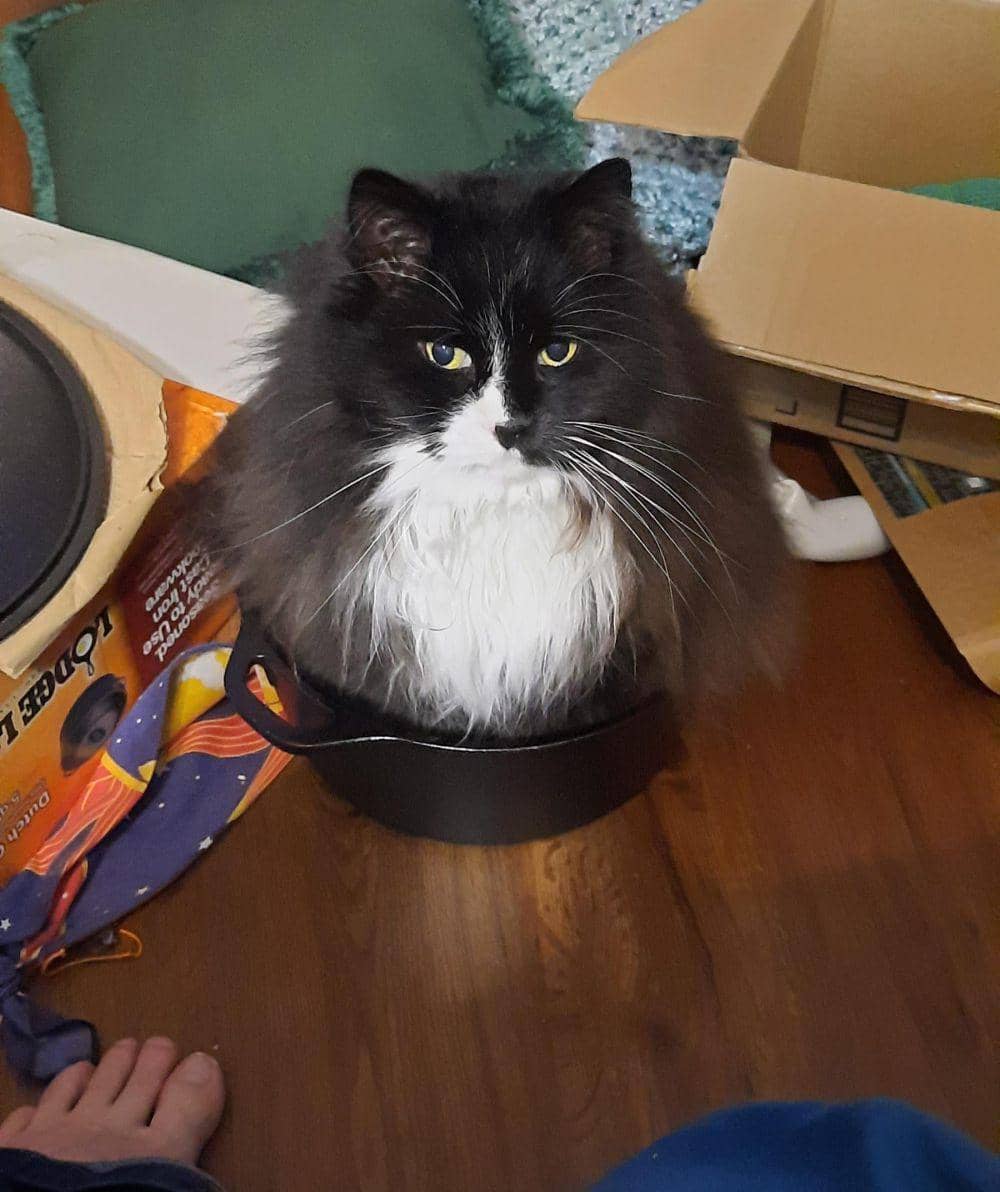 foto lucu kucing bersantai di wajan (reddit.com/user/marshmolotov)