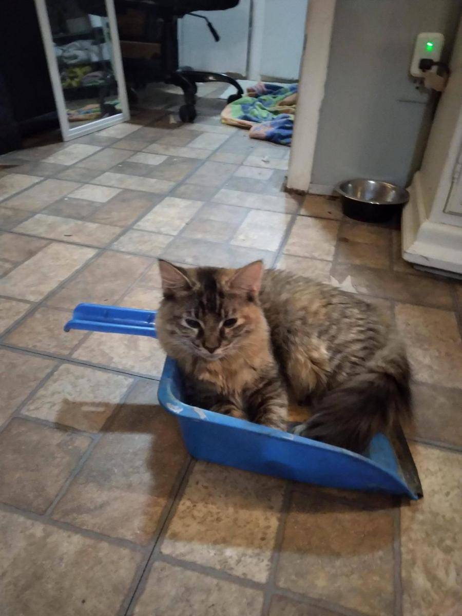 potret kucing nongkrong di pengki (reddit.com/user/Yinonormal)