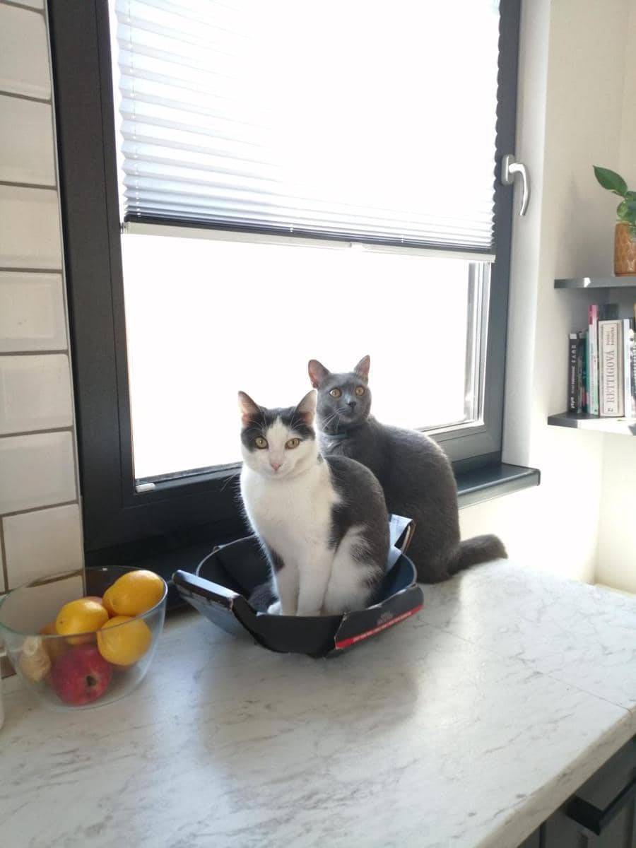 foto lucu kucing bersantai di wajan (reddit.com/user/Slight-Importance-99)