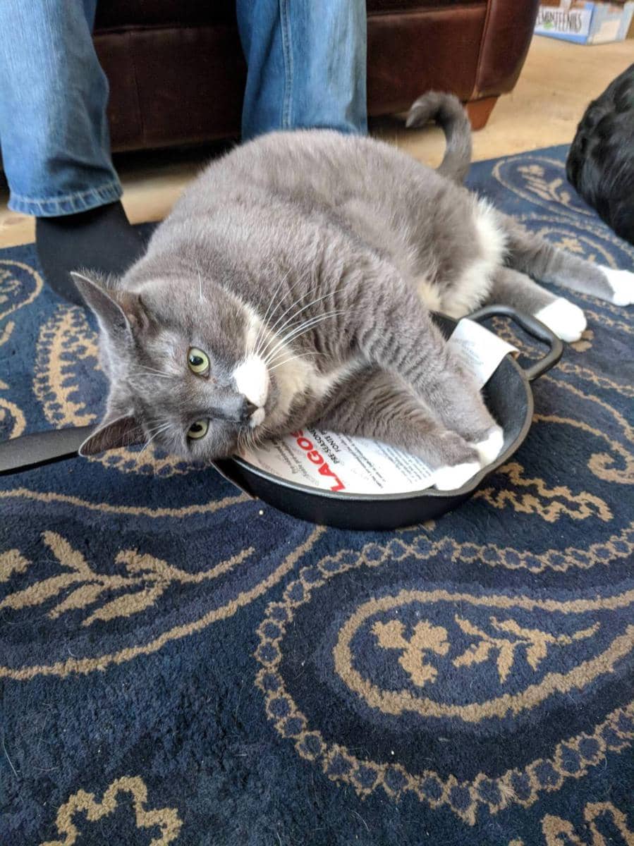 foto lucu kucing bersantai di wajan (reddit.com/user/Chevellephreak)