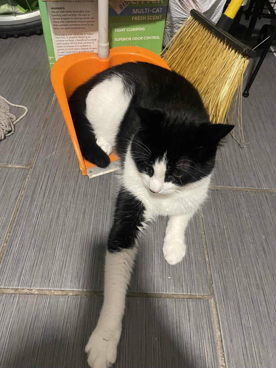 potret kucing nongkrong di pengki (reddit.com/user/HazeMuffin)