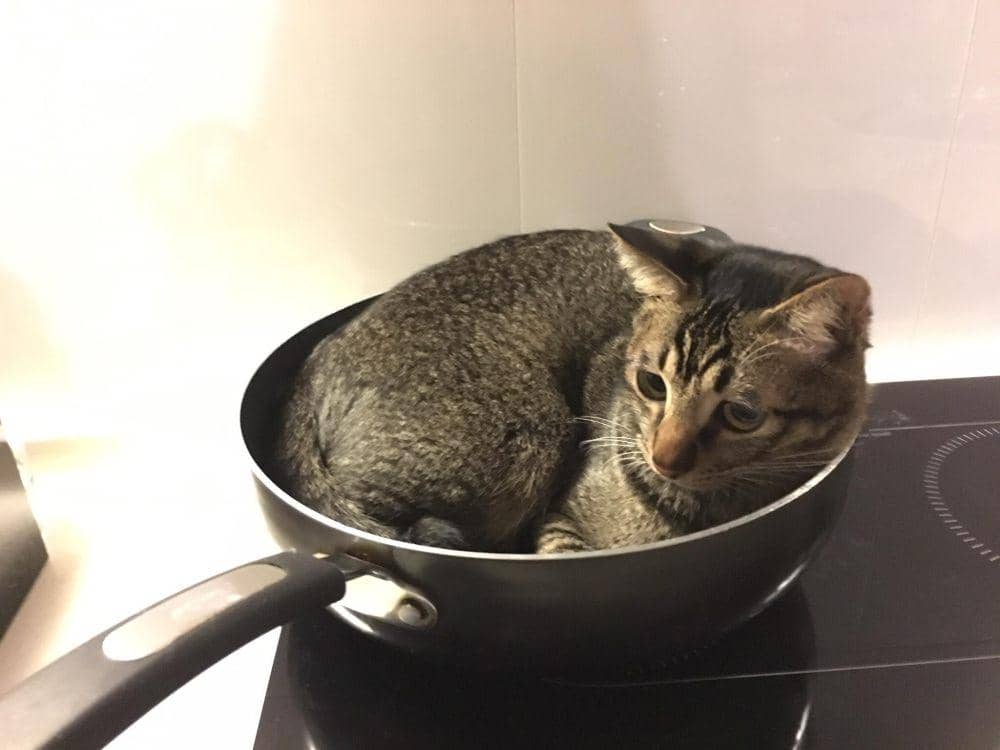 foto lucu kucing bersantai di wajan (reddit.com/r/cats)