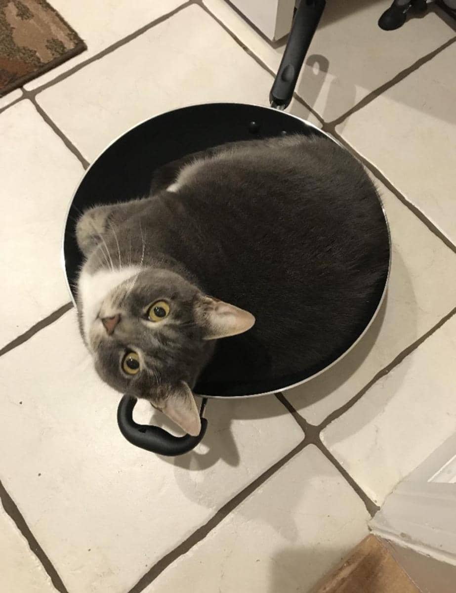 foto lucu kucing bersantai di wajan (reddit.com/user/Nick-Brick)