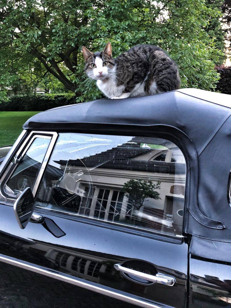 potret kucing santai di atas atap mobil (twitter.com/KaiDiekmann)