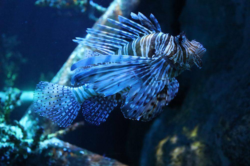 Lepu (pixabay.com/churananngm)