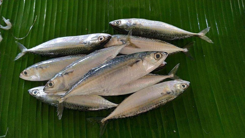 ilustrasi ikan kembung (commons.wikimedia.org/Si Gam)
