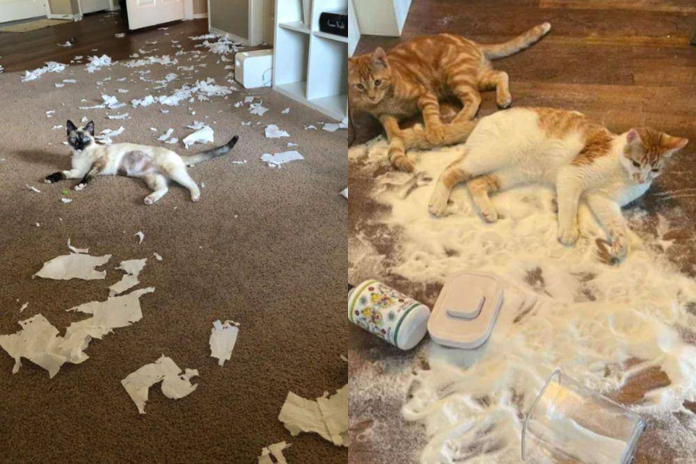 kolase potret kucing santuy di tengah kekacauan (reddit.com/littlebronco I reddit.com/if_a_flutterby)