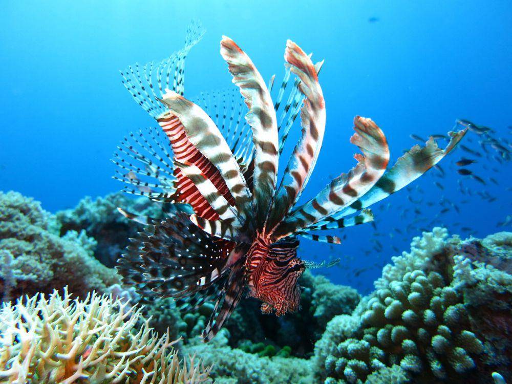 Lepu (pixabay.com/Arhnue Tan)