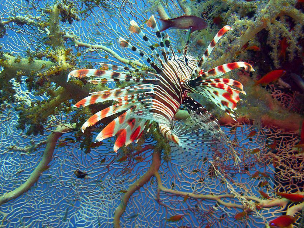 Lepu (pixabay.com/Joakant)
