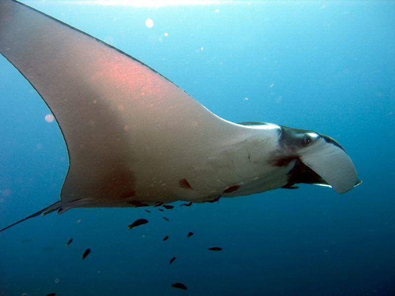 potret pari manta raksasa, spesies pari terbesar di dunia (commons.wikimedia.org/jon hanson)