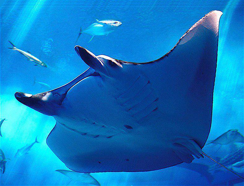 Pari manta raksasa di Akuarium Chura-umi, Okinawa, Jepang. (commons.wikimedia.org/Ken FUNAKOSHI)