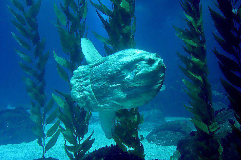 potret ikan mola dewasa koleksi Lisbon Oceanarium (commons.wikimedia.org/Sonse)