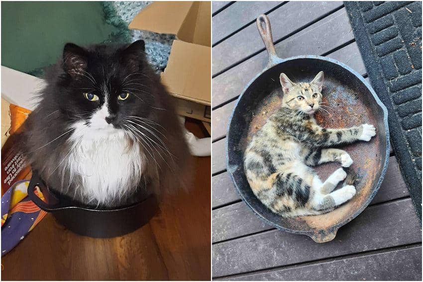 10 Foto Lucu Kucing Bersantai di Atas Wajan, Mau Digoreng Kamu?