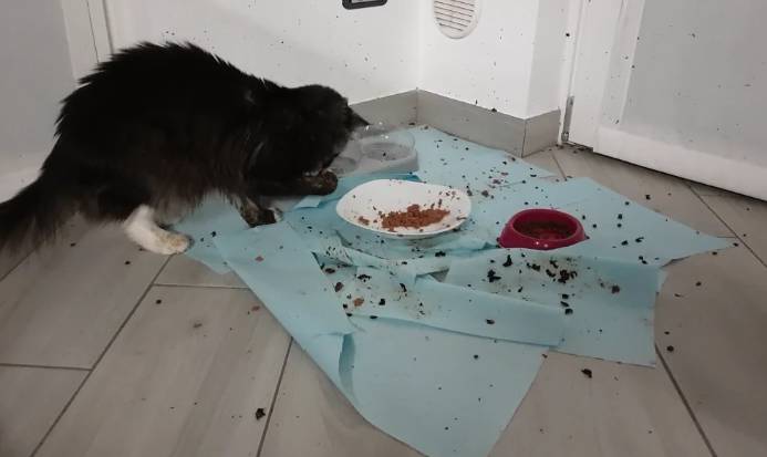 potret kucing santuy di tengah kekacauan (reddit.com/Alternative-Trick-32)