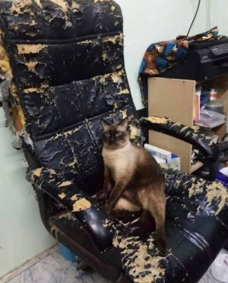 potret kucing santuy di tengah kekacauan (instagram.com/disturbingzone)