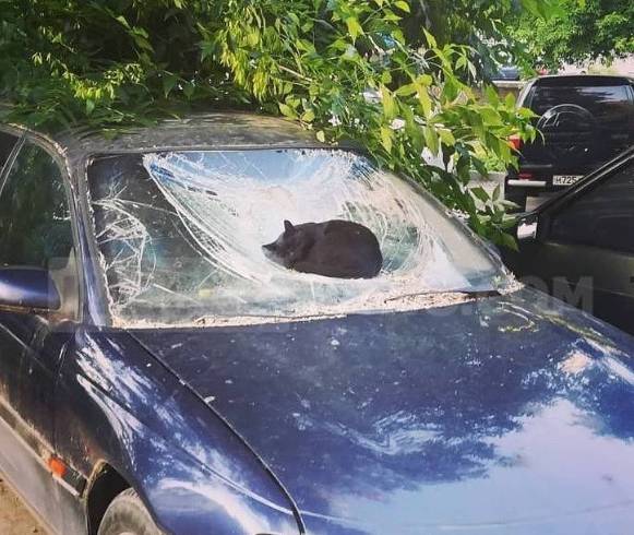 potret kucing santuy di tengah kekacauan (instagram.com/disturbingzone)