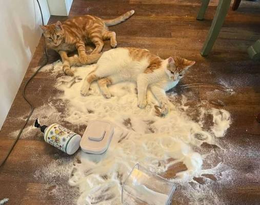 potret kucing santuy di tengah kekacauan (reddit.com/if_a_flutterby)