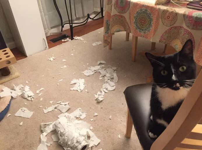 potret kucing santuy di tengah kekacauan (reddit.com/Skyes_sky)