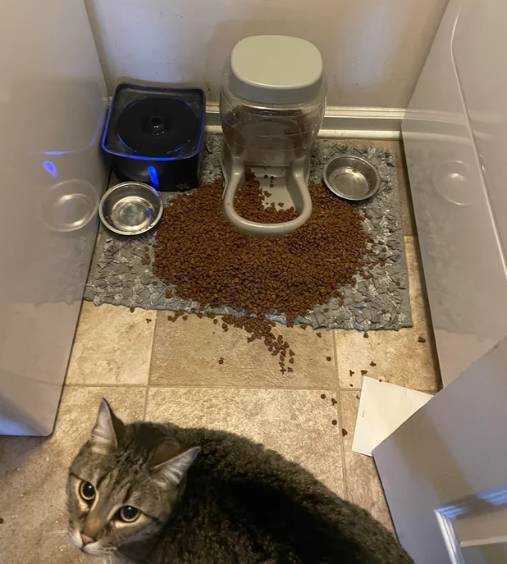 potret kucing santuy di tengah kekacauan (reddit.com/sellidionne)