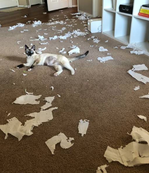 potret kucing santuy di tengah kekacauan (reddit.com/littlebronco)