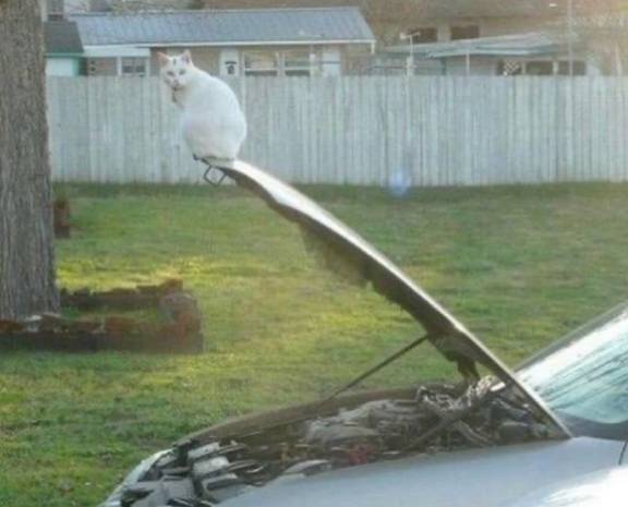 potret kucing santai di atas mobil (instagram.com/disturbingzone)