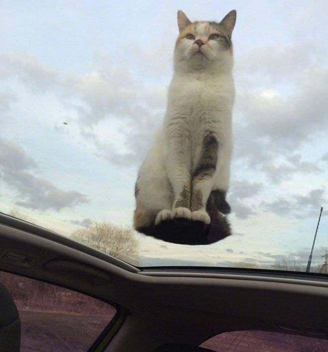 potret kucing santai di atas atap mobil (twitter.com/TranslatedCats)