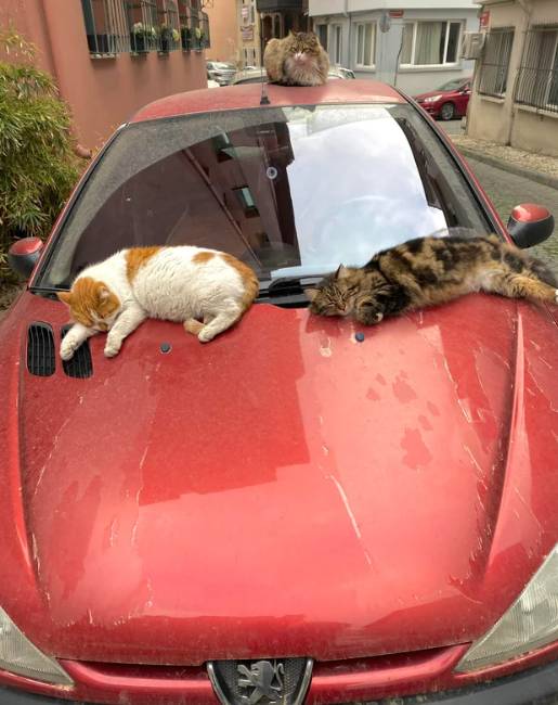 potret kucing santai di atas atap mobil (reddit.com/oorhon)