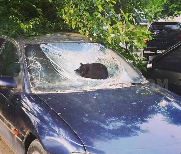 potret kucing santai di atas mobil (instagram.com/disturbingzone)