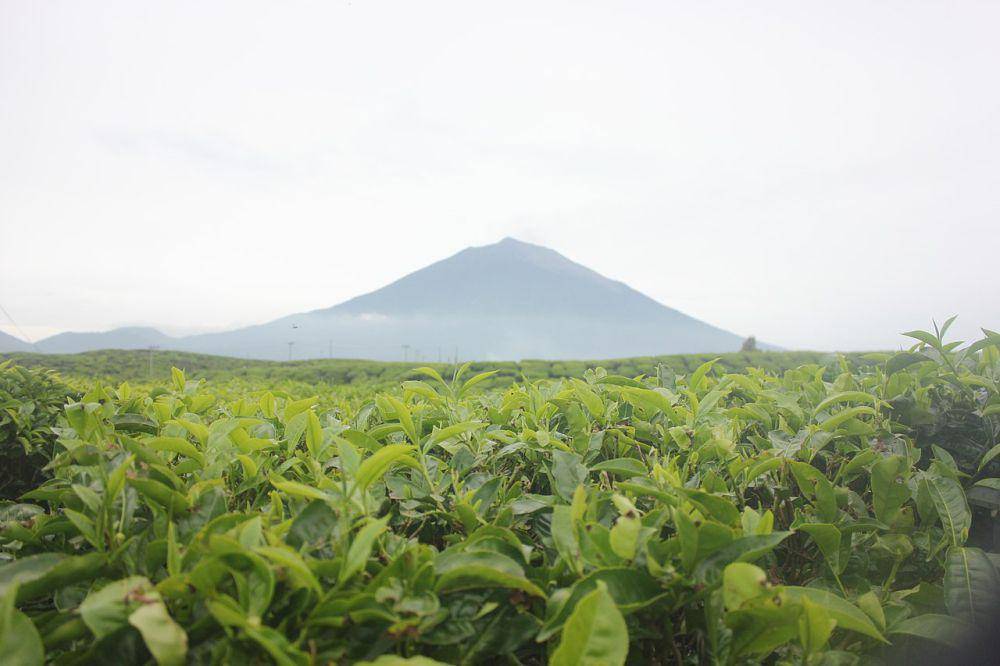 Kebun Teh Kayu Aro (commons.wikimedia.org/Zhilal Darma)