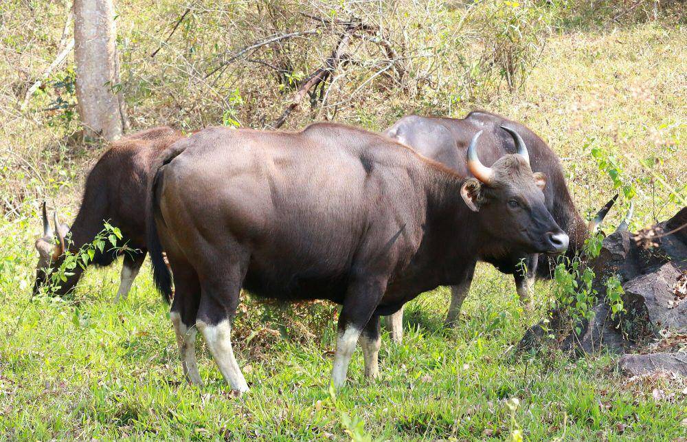 Gaur (commons.m.wikimedia.org/Shino jacob koottanad)
