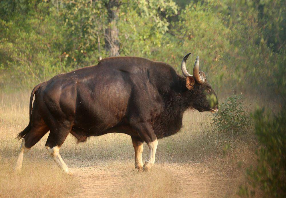 Gaur (commons.m.wikimedia.org/Anagha Devi)