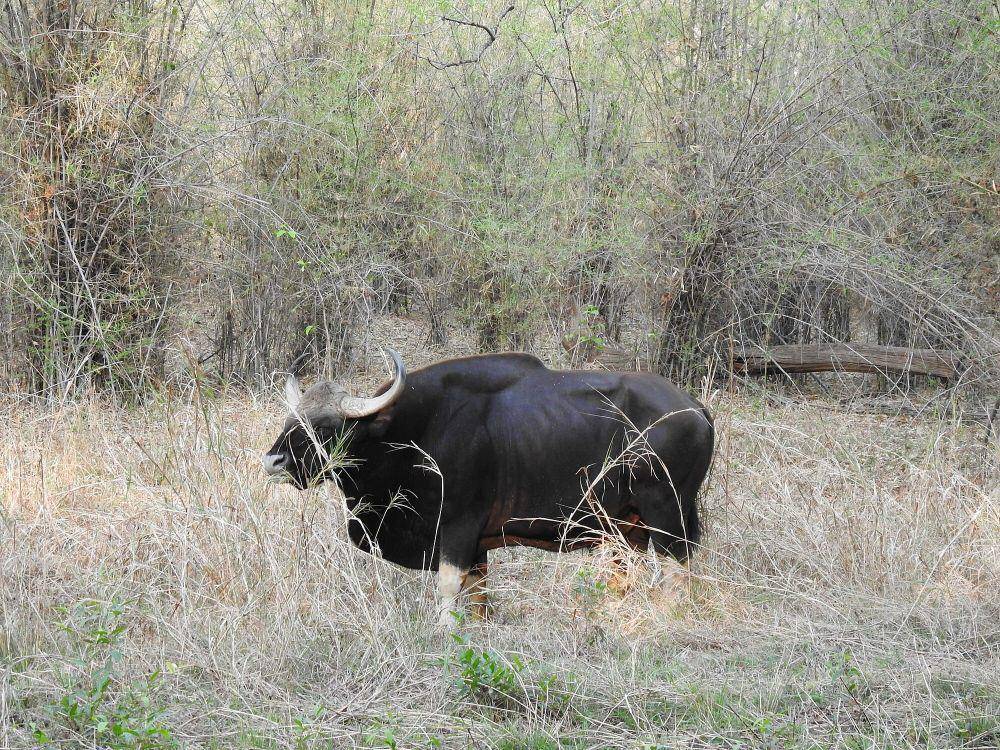 Gaur (commons.m.wikimedia.org/Dr. Raju Kasambe)