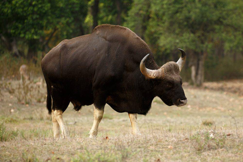 Gaur (commons.m.wikimedia.org/Davidvraju)
