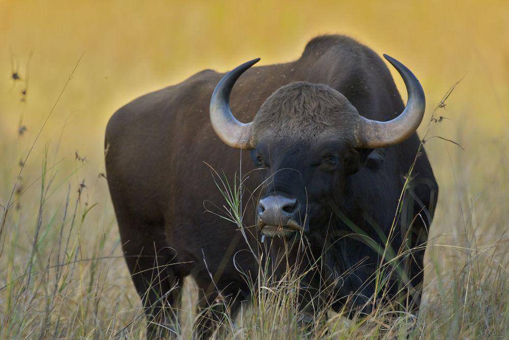 Gaur (commons.m.wikimedia.org/Arturo de Frias Marques)