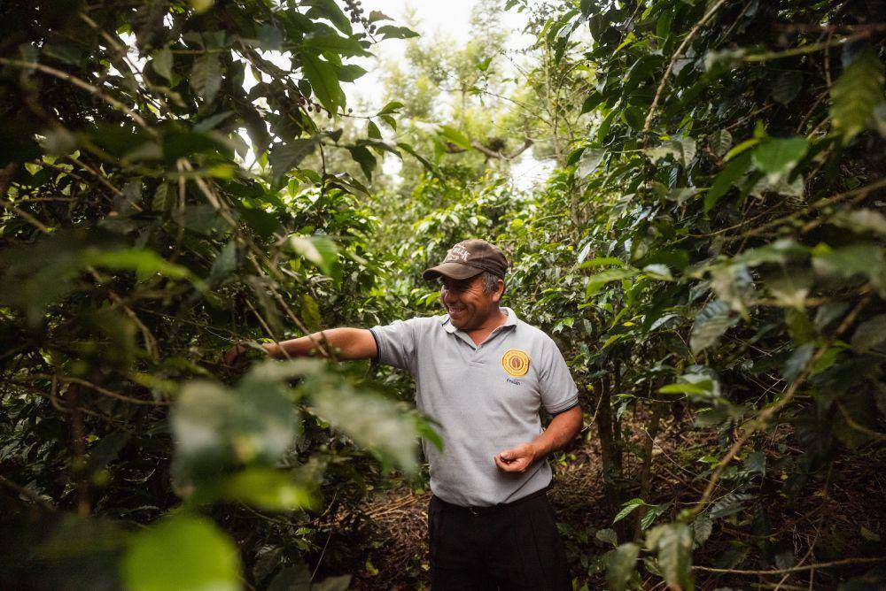 ilustrasi orang sedang berada di kebun kopi (unsplash.com/Esteban Benites)