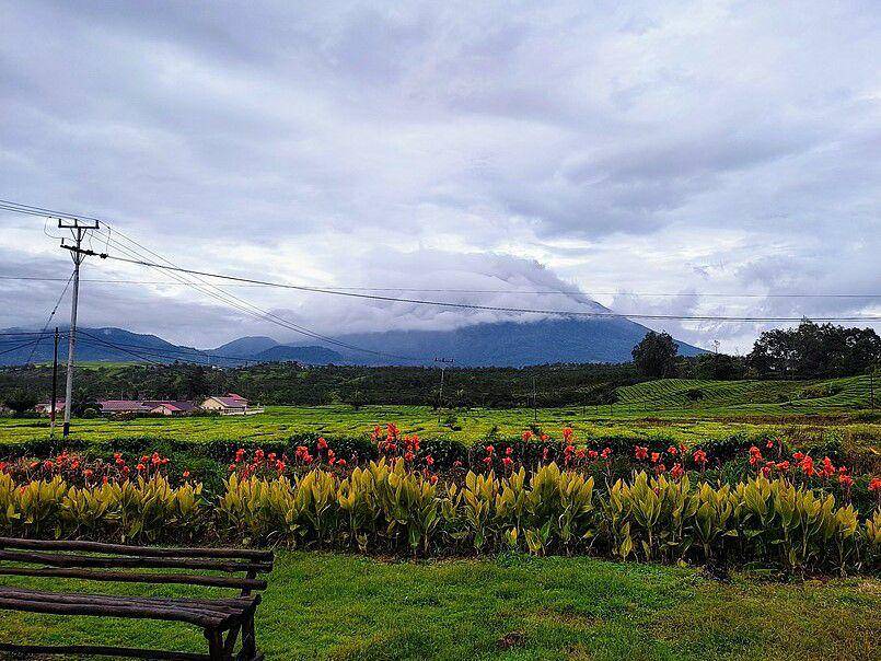 Kebun Teh Kayu Aro (commons.wikimedia.org/Muhamad Izzul Fiqih)