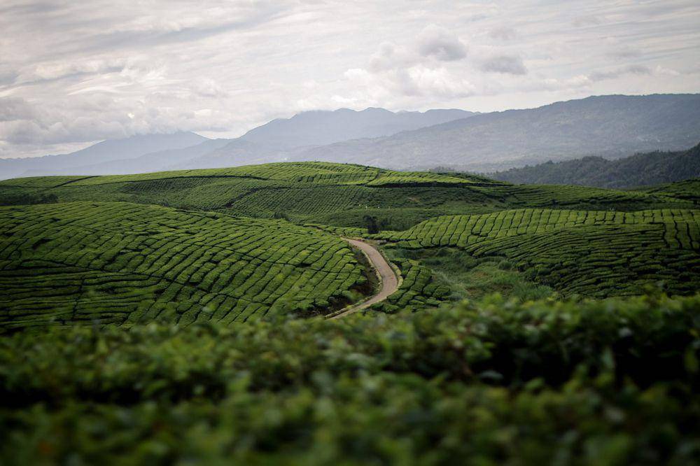 Kebun Teh Kayu Aro (commons.wikimedia.org/Ardi Ryan Dirza)