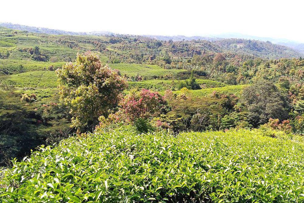 Kebun Teh Kayu Aro (commons.wikimedia.org/Utomo, Purbo)