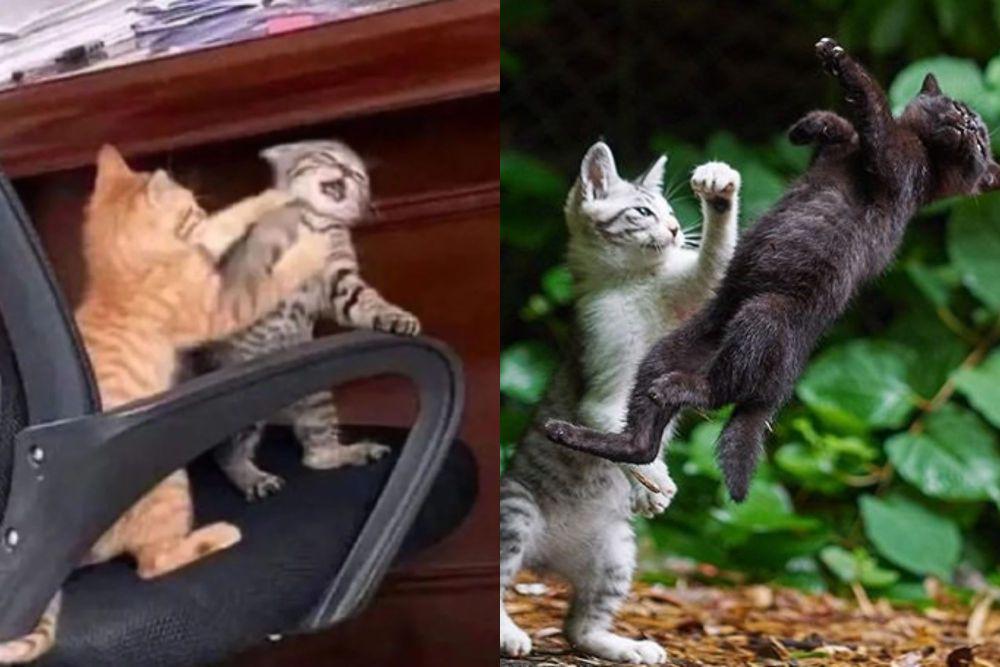 7 Potret Anak Kucing Berantem, Bocil Kematian Lagi Rusuh
