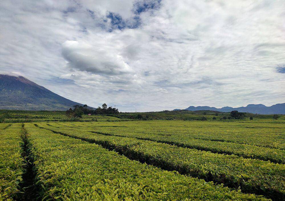 Kebun Teh Kayu Aro (commons.wikimedia.org/Muhamad Izzul Fiqih)