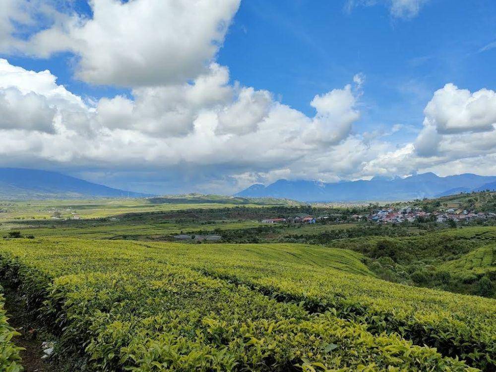 Kebun Teh Kayu Aro (maps.google.com/daffi anggara)