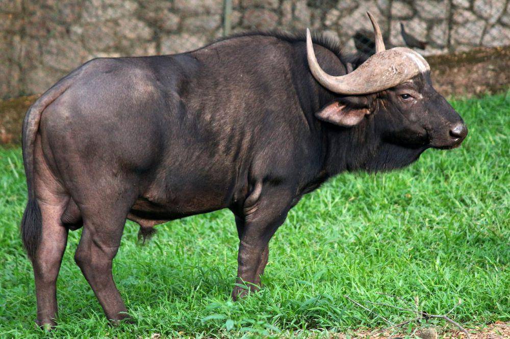 Gaur (pixabay.com/Nandhu Kumar)