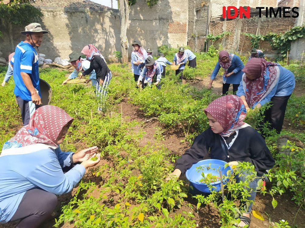 Menyulap Lahan Tidur jadi Kampung Cengek Ala Warga Cigugur Tengah