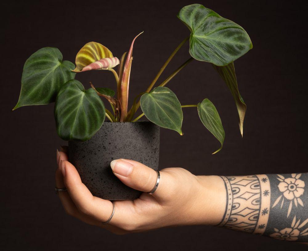 5 Rekomendasi Philodendron Cantik Indoor Buat Dekorasi, Menawan!