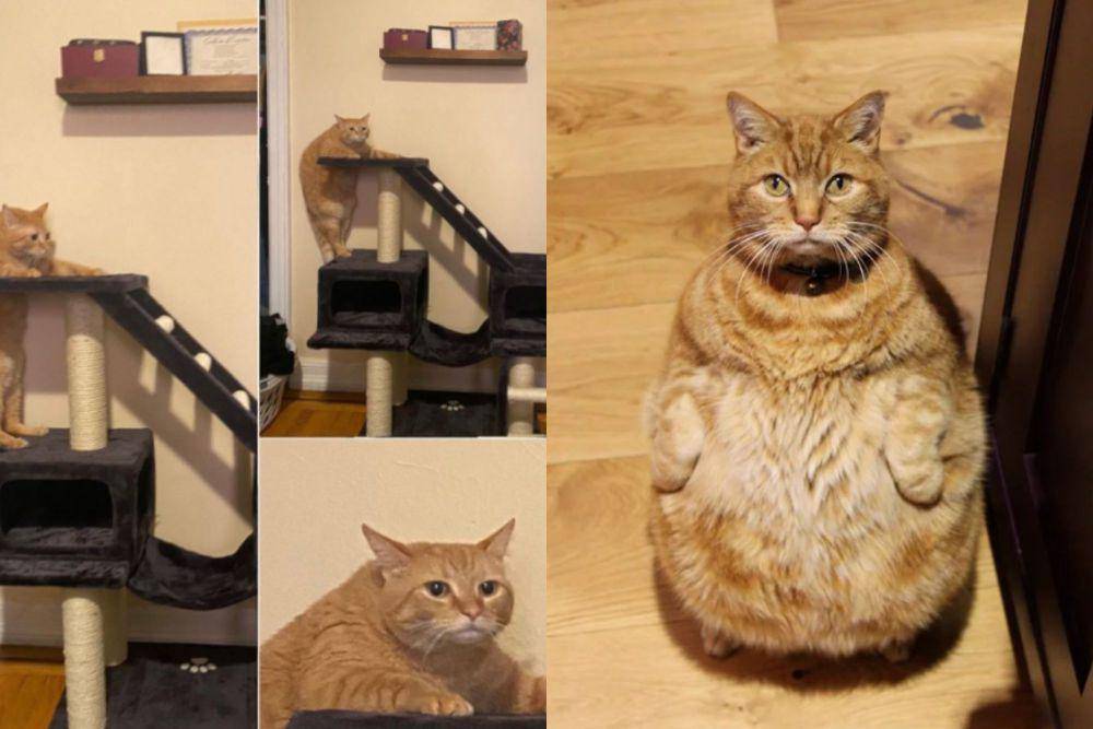 kolase potret kucing oren perlu diet (instagram.com/disturbingzone I reddit.com/hey_kittygirl_)