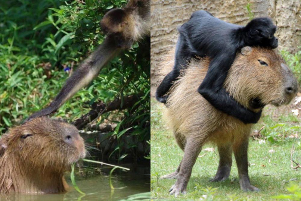 7 Potret Kocak Capybara dan Primata saat Main Bareng, Akrab Banget!