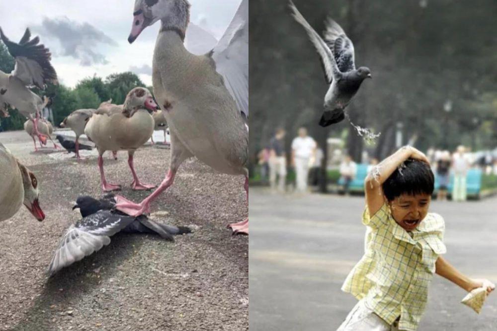7 Potret Aksi Nakal Burung, Menyerang sampai Buang Air Sembarangan